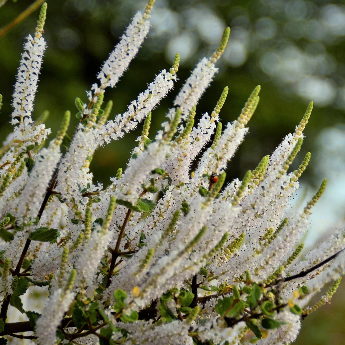 Myrrh Essential Oil