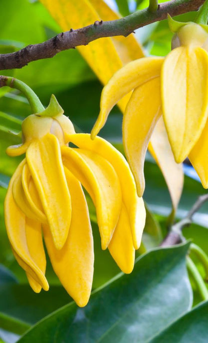 Ylang Ylang Essential Oil