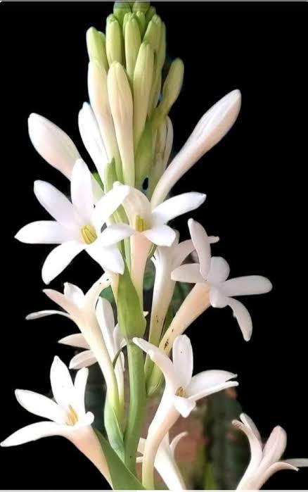 Tuberose Essential Oil