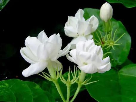 Jasmine Essential Oil