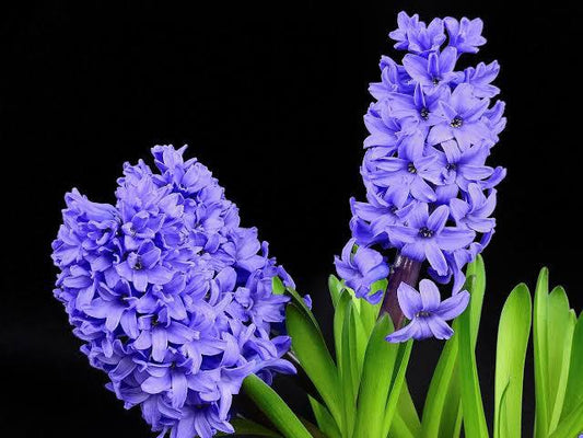 Hyacinth Essential Oil