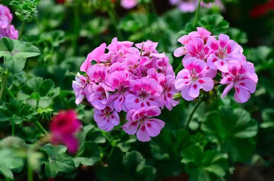 Geranium Essential Oil