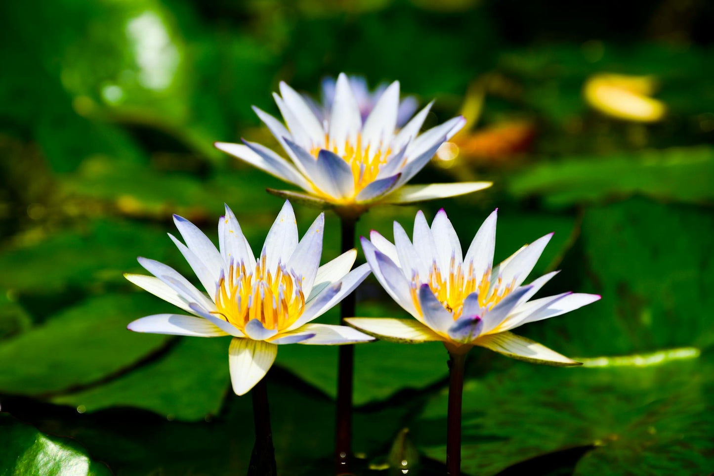 White Lotus Essential Oil