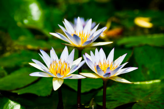 White Lotus Essential Oil