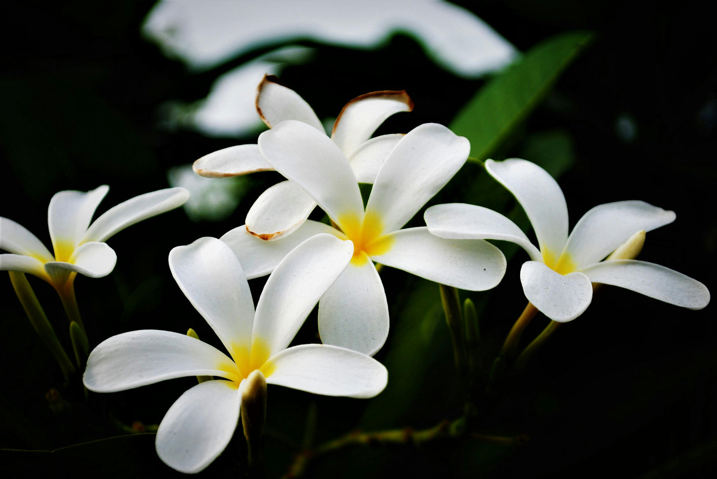 Nagchampa (Frangipani) Essential Oil