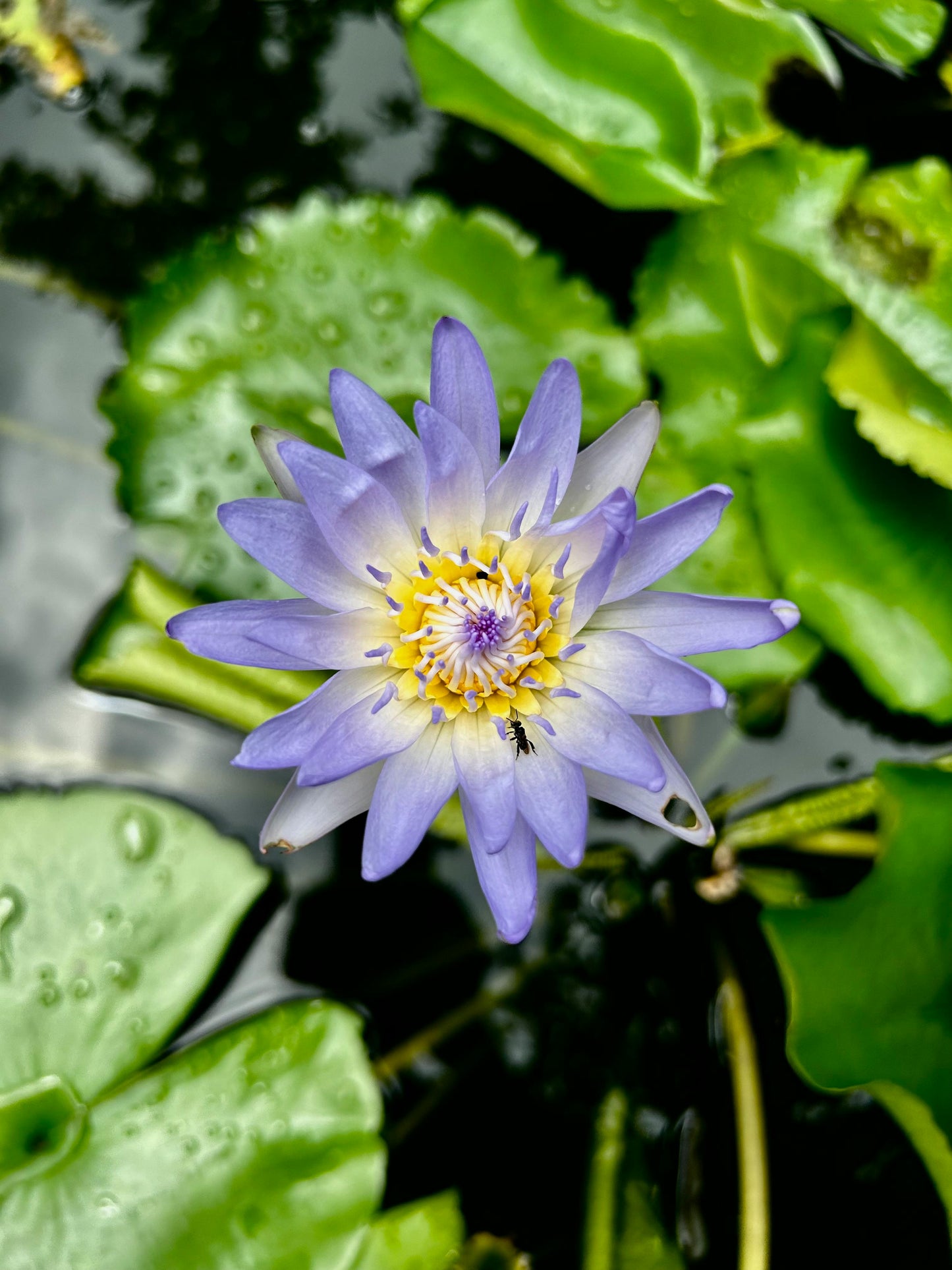 Blue Lotus Essential Oil