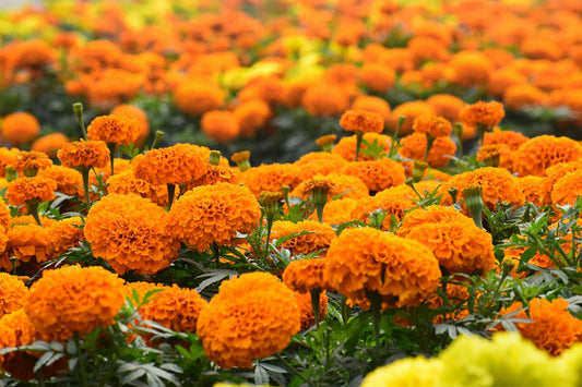 Marigold Essential Oil