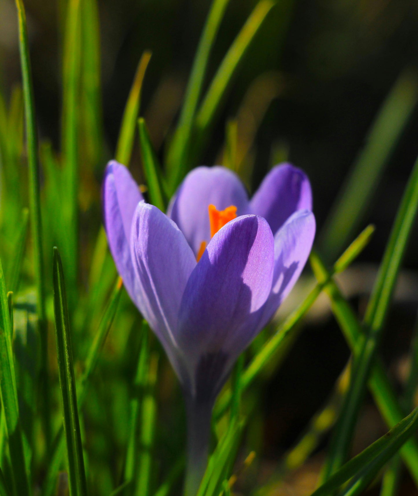 Saffron Essential Oil